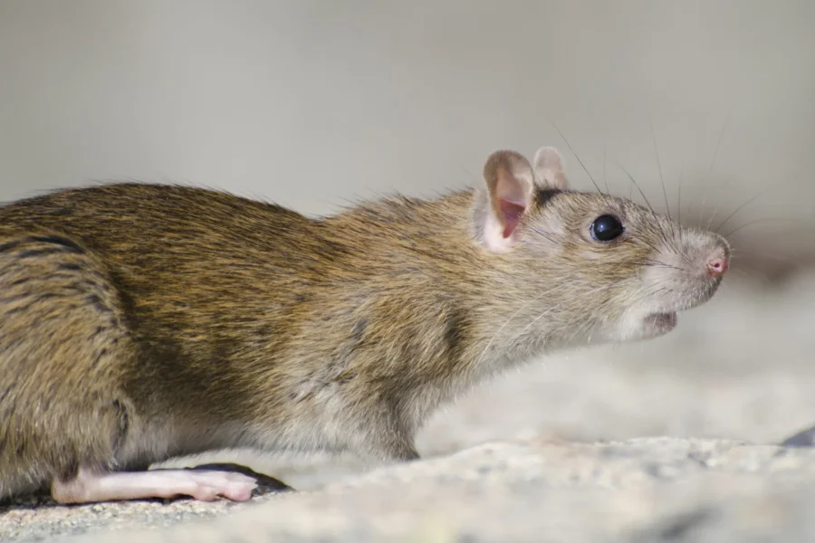 rodent in lancaster and palmdale