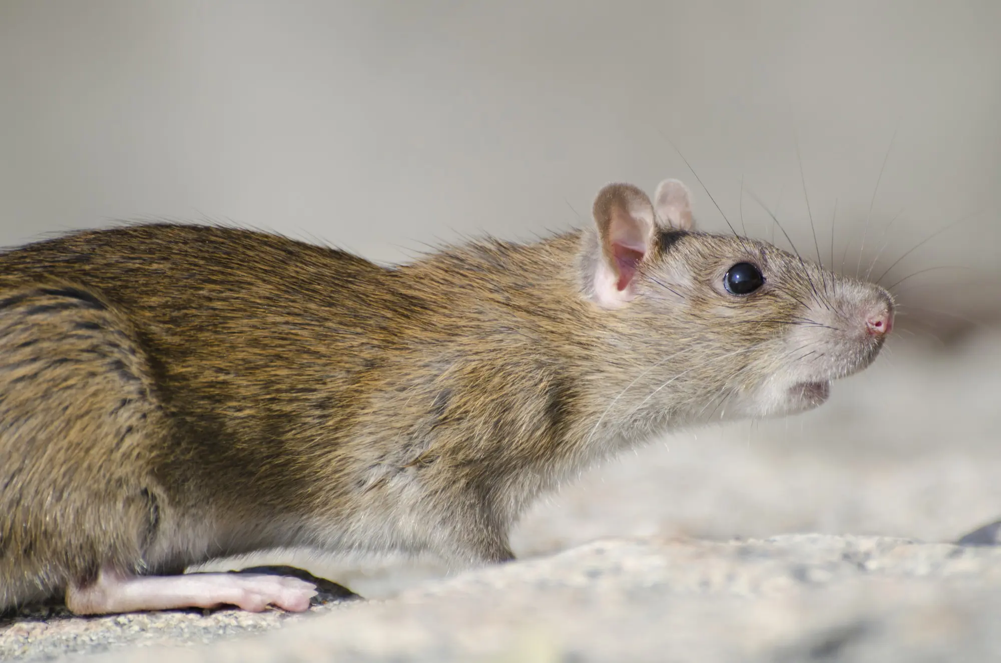 Rodent Damage in Lancaster and Palmdale