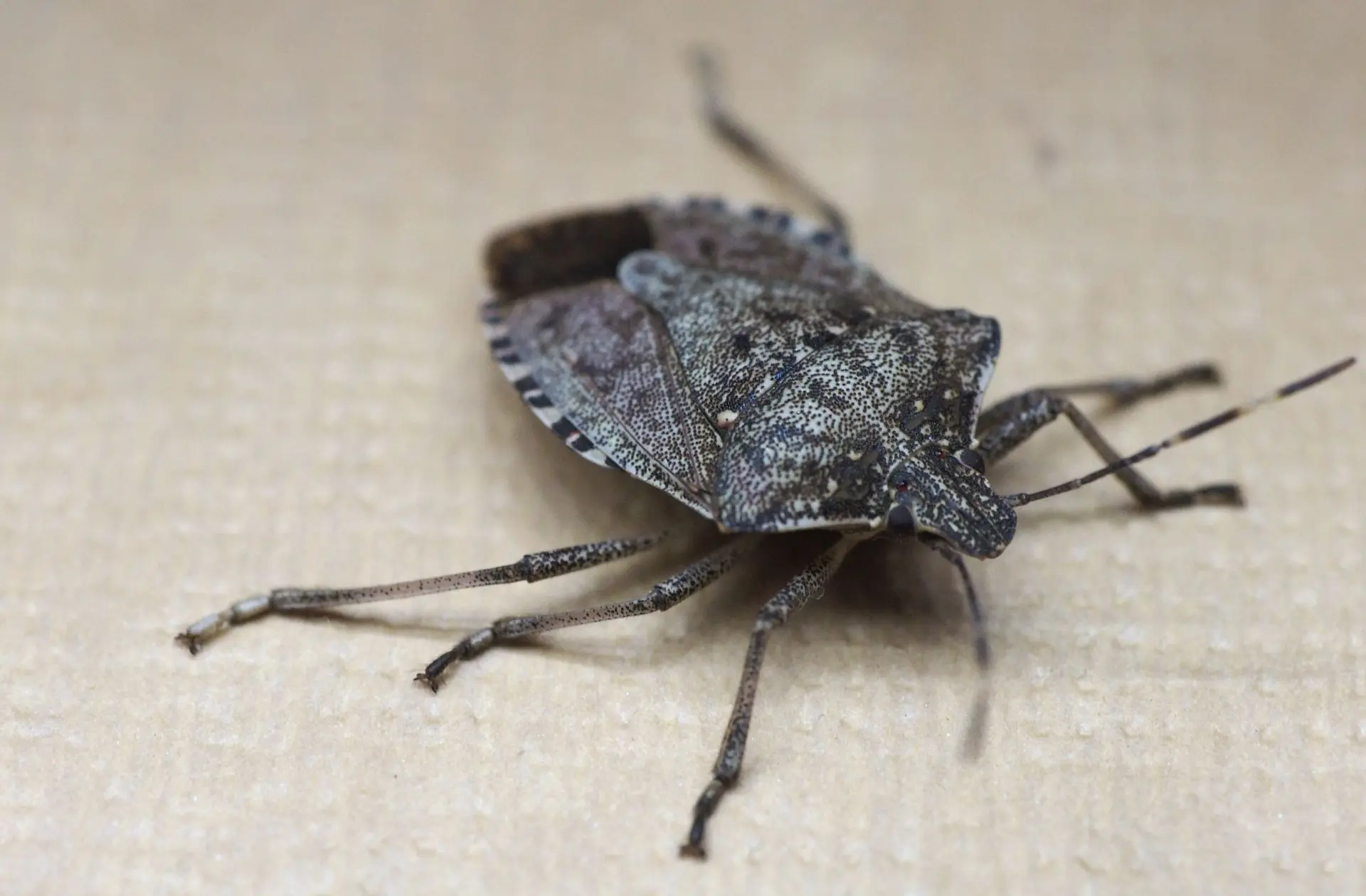 Why Stink Bugs Are a Growing Problem in Lancaster, CA