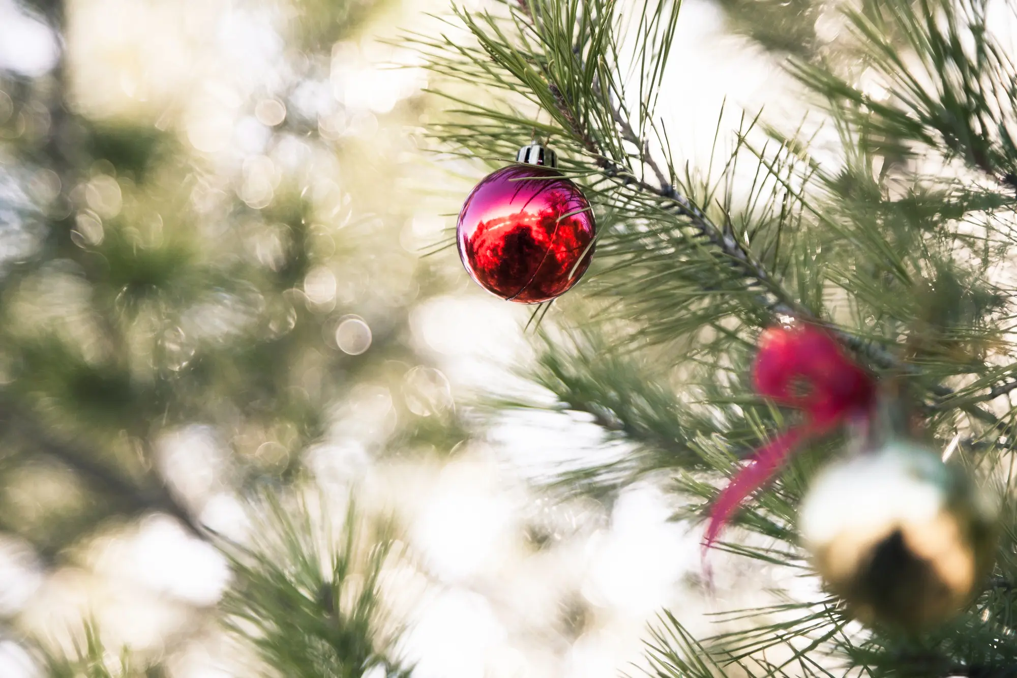 How to Keep Christmas Tree Bugs Out of Your Home