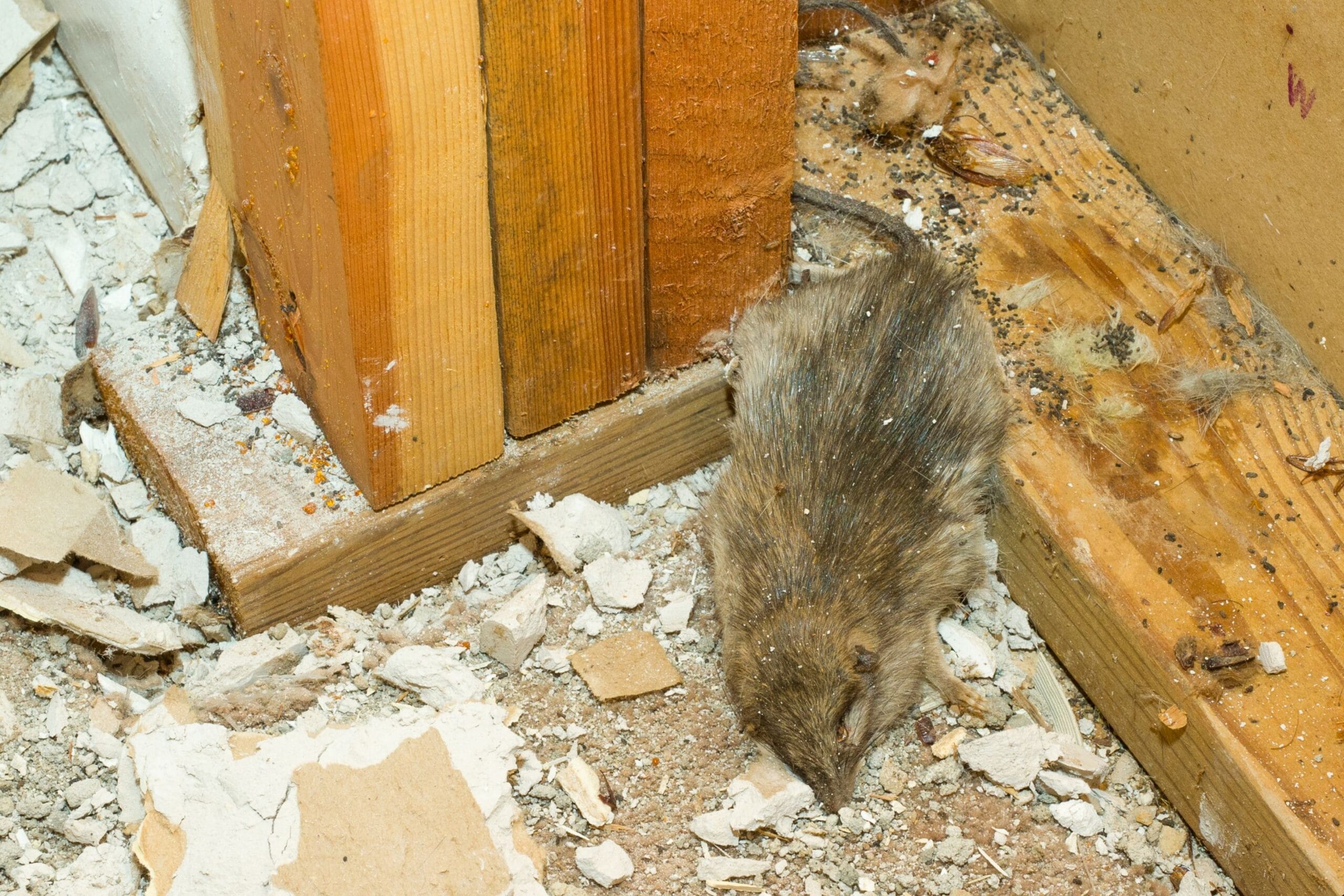 Eliminate Rodents from Your Walls