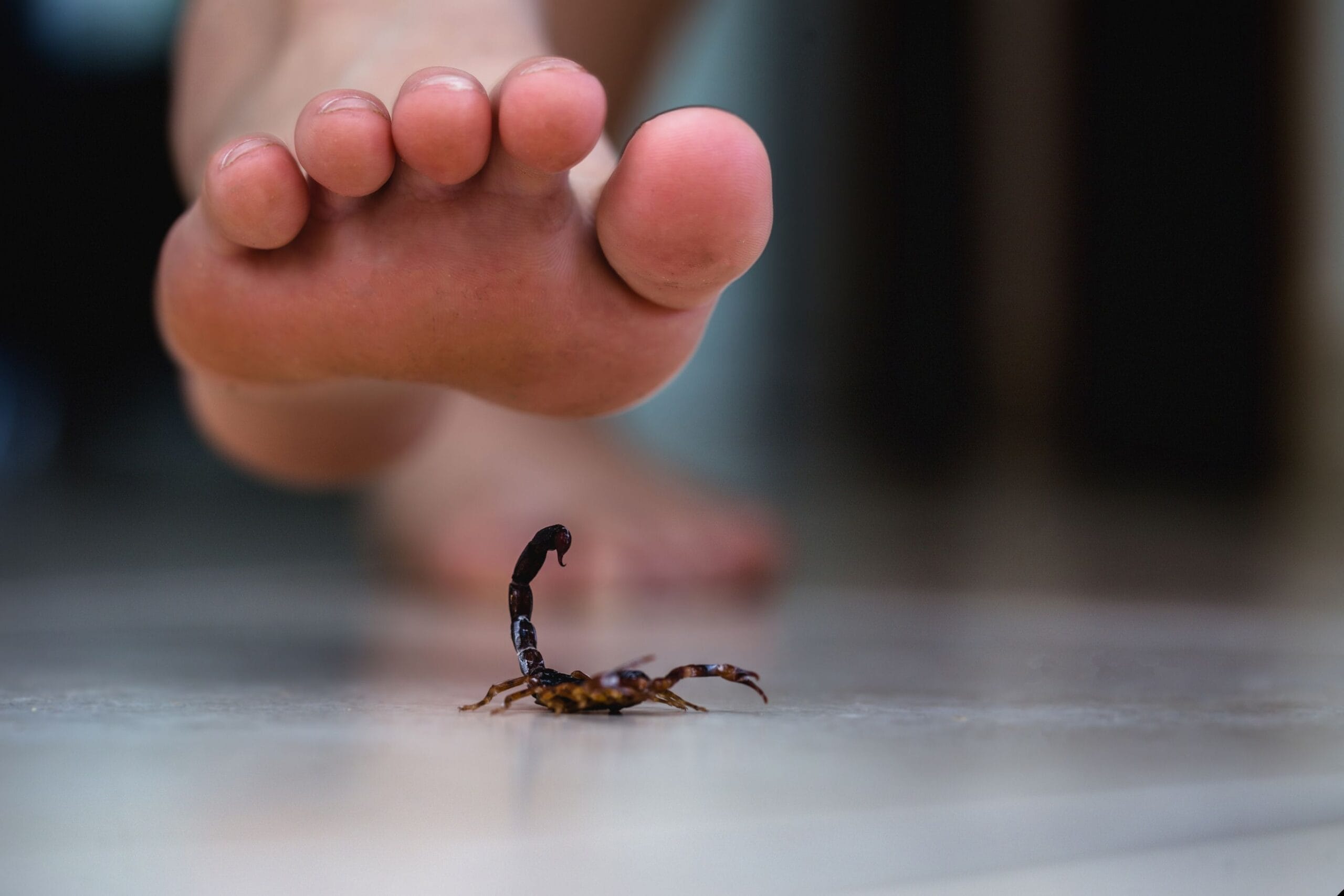 Do Scorpions Come Out in Winter?
