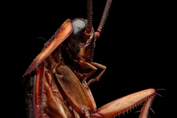 Cockroach carcass closeup on isolated background